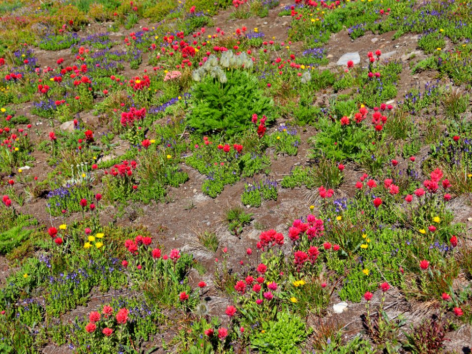 Goat Rocks Wilderness in WA