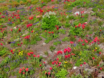Goat Rocks Wilderness in WA