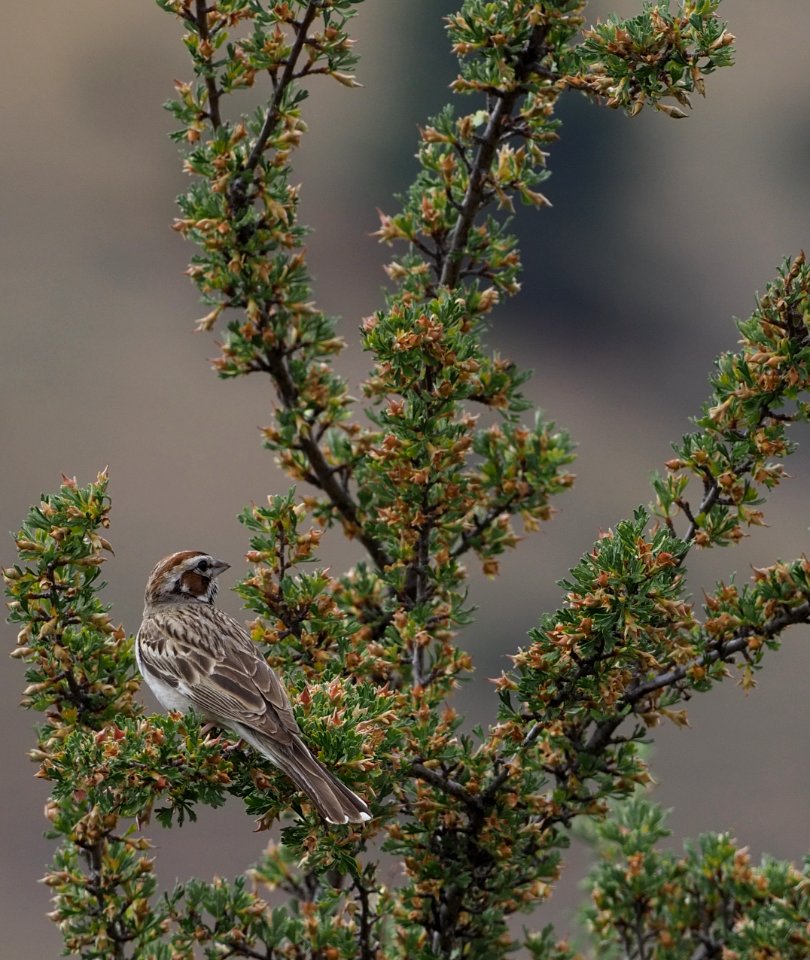 Lark Sparrow 4 crop