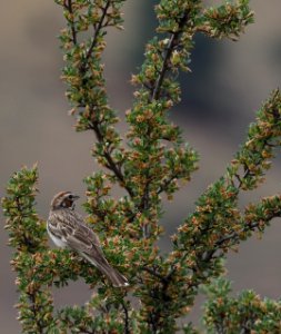 Lark Sparrow 4 crop photo