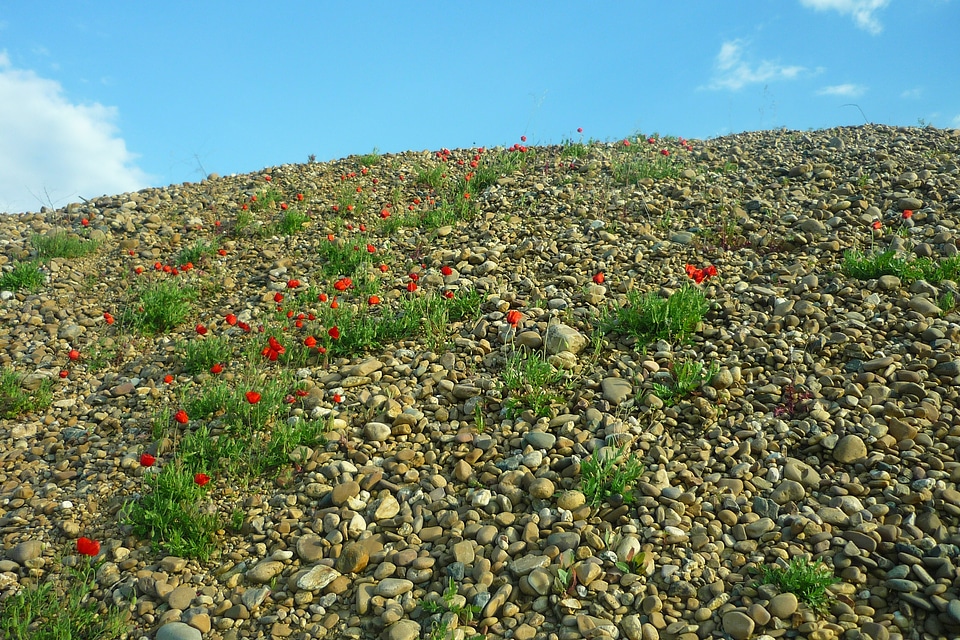 Flowers stones collection