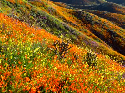 Wildflowers at Walker Canyon in CA