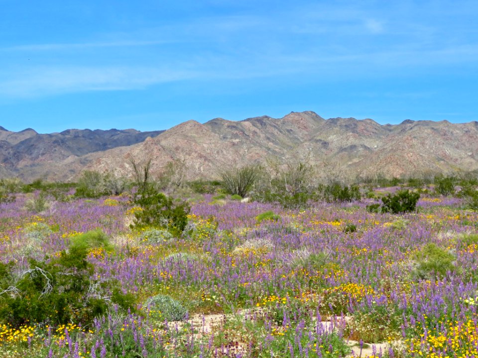 Wildflowers at Joshua Tree NP in CA