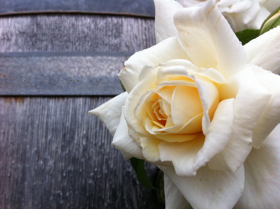 Creeper rosa spray rose
