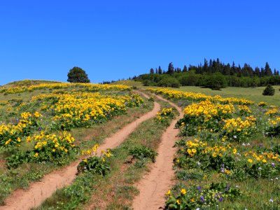 Coyote Wall Trail in WA