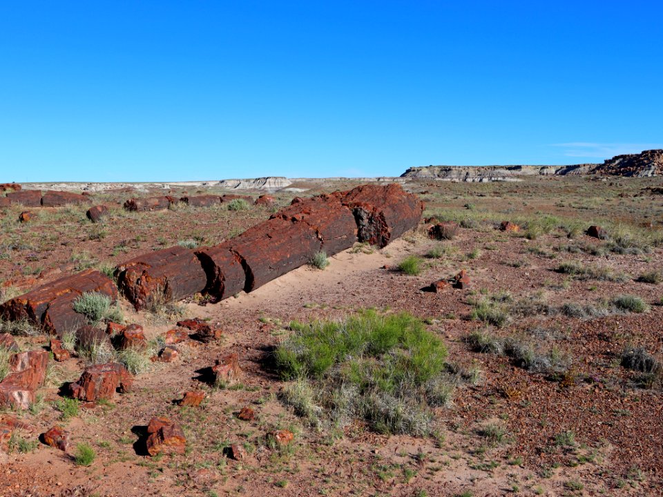 Petrified Forest NP in AZ