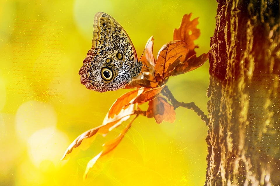Butterfly tree bokeh