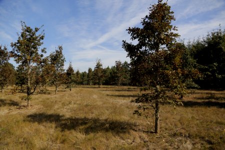 Prescribed Burn Helps Wildlife photo