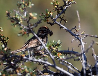 Lark Sparrow Crop 1 photo