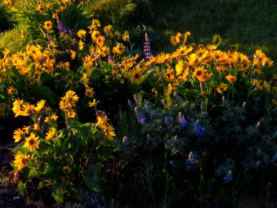 Rowena Crest in OR photo