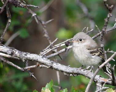 Grey Flycatcher photo