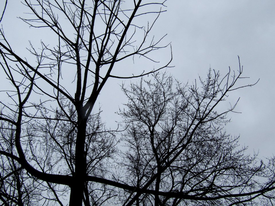 Gloomy Tree Branches