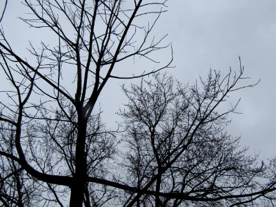 Gloomy Tree Branches photo