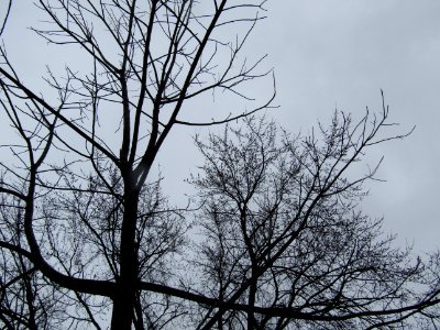 Gloomy Tree Branches