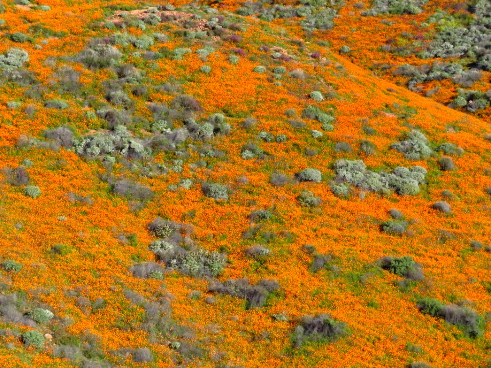 Wildflowers at Walker Canyon in CA