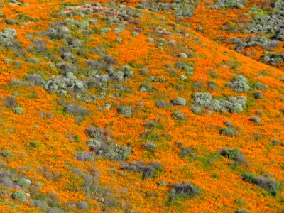 Wildflowers at Walker Canyon in CA