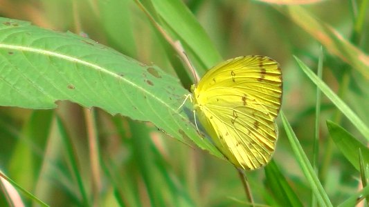 Keindahan Kupu kupu kuning atau grass yellow (Eurema sp.) photo