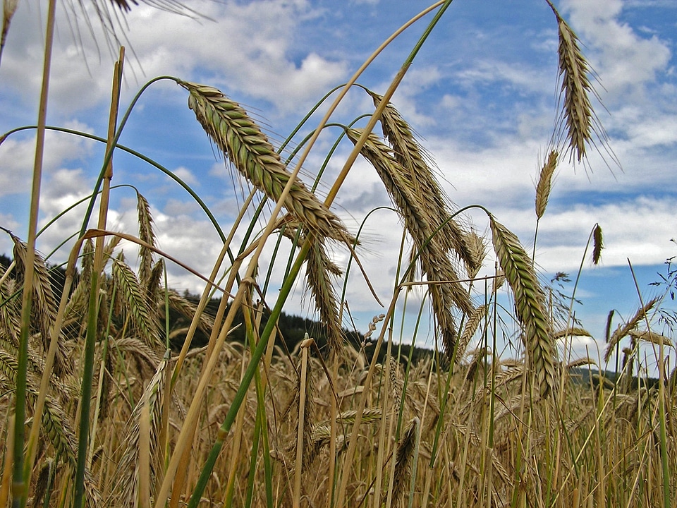 Field nature landscape
