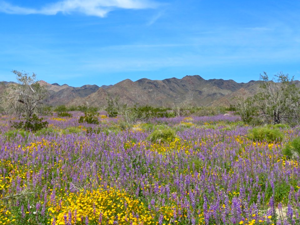 Wildflowers at Joshua Tree NP in CA photo