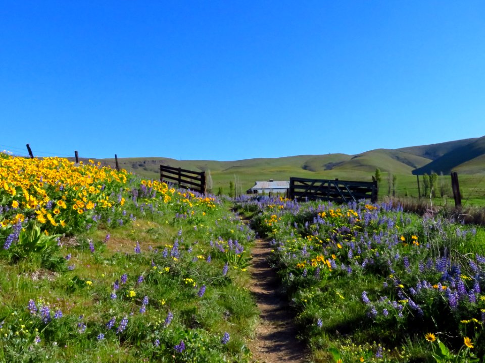 Dalles Mountain Ranch in WA