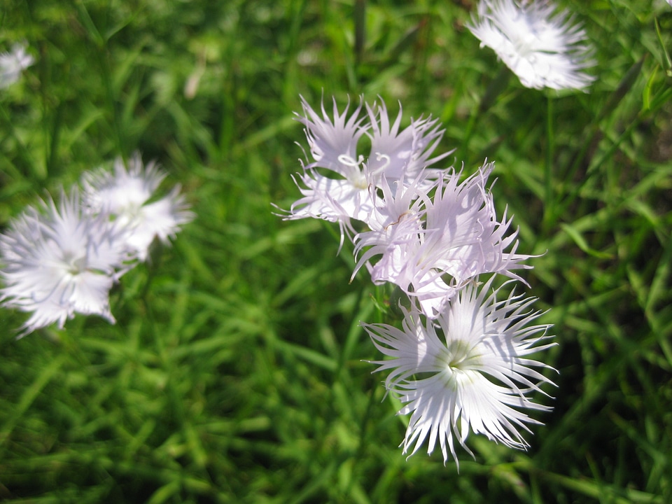Nature plant violet