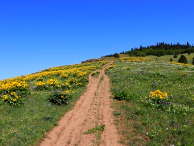 Coyote Wall Trail in WA
