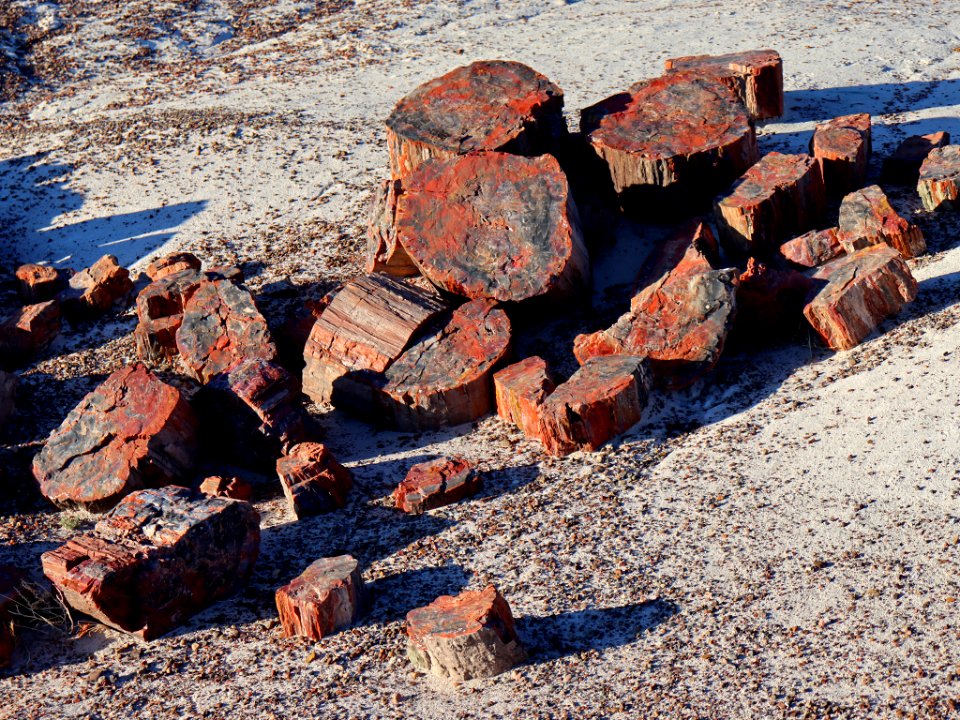 Petrified Forest NP in AZ