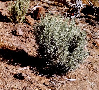 Sage Brush on SD Prairie