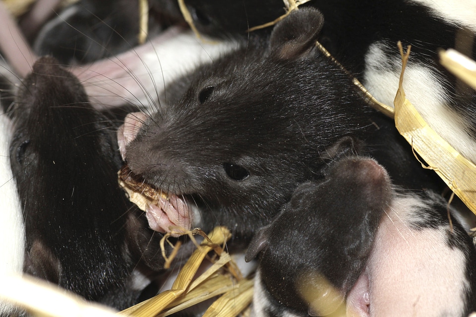 Rodent ears head photo