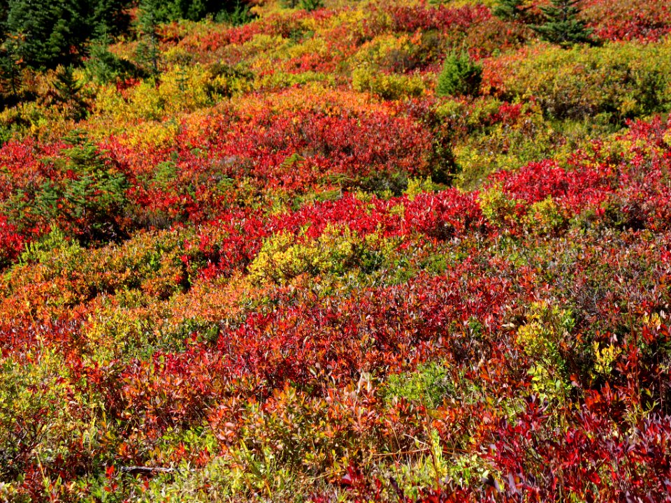 Autumn at Mt. Rainier NP in WA