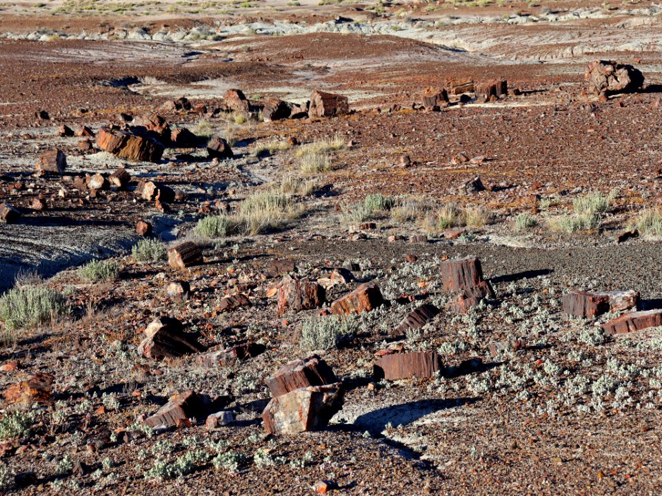 Petrified Forest NP in AZ