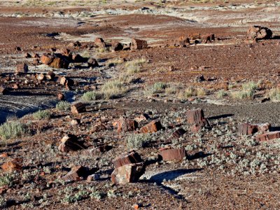 Petrified Forest NP in AZ