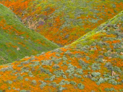 Wildflowers at Walker Canyon in CA