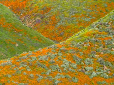 Wildflowers at Walker Canyon in CA photo