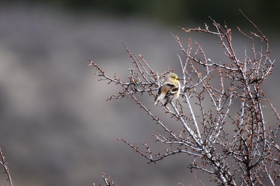 Goldfinch Winter