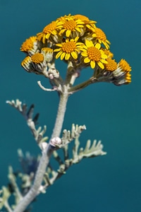 Plant nature yellow