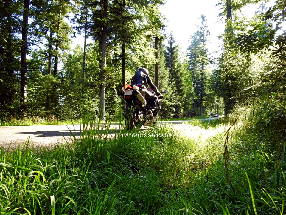 Riding through a forest.