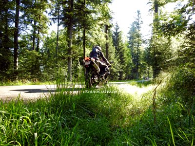 Riding through a forest.