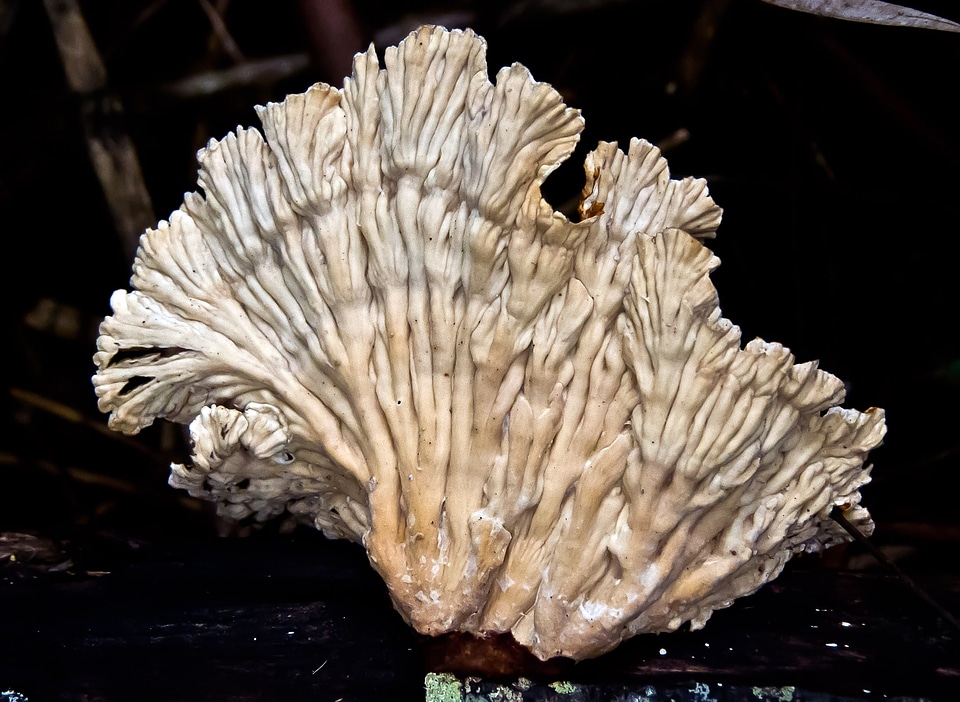 Forest queensland australia