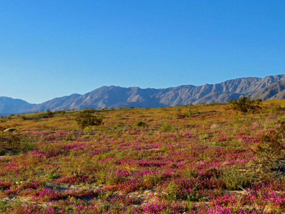 Wildflowers at Anza-Borrego Desert SP in CA