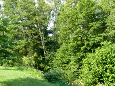 Bordure de forêt