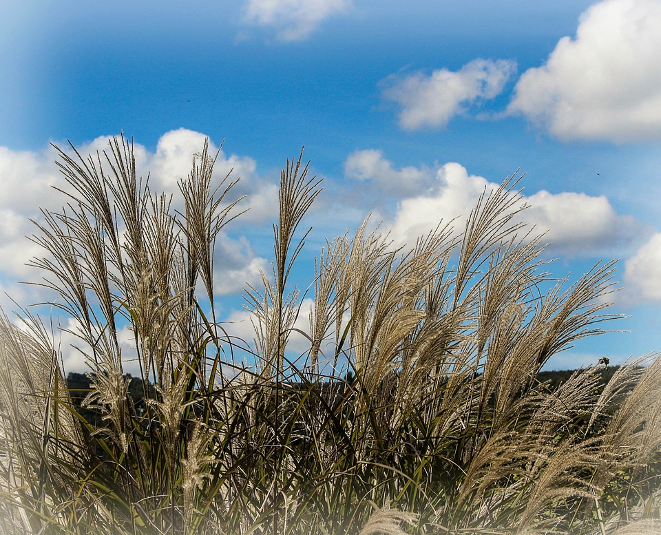 Horticulture weeds landscape