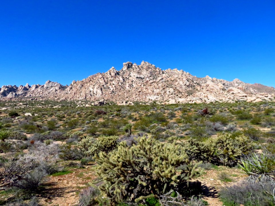 Mojave National Preserve in CA