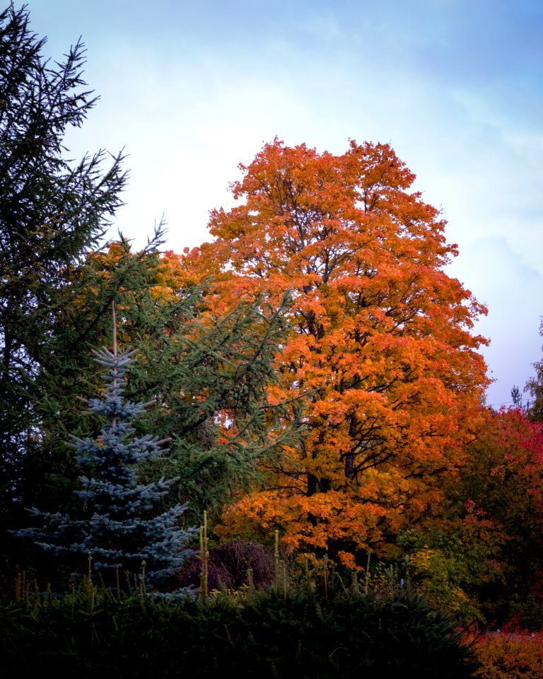 Evergreens and fall colors