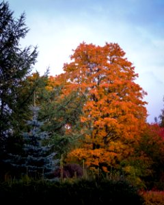 Evergreens and fall colors