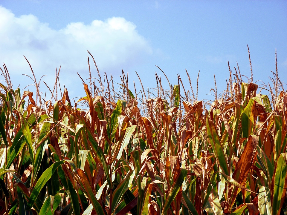 Food farm crop