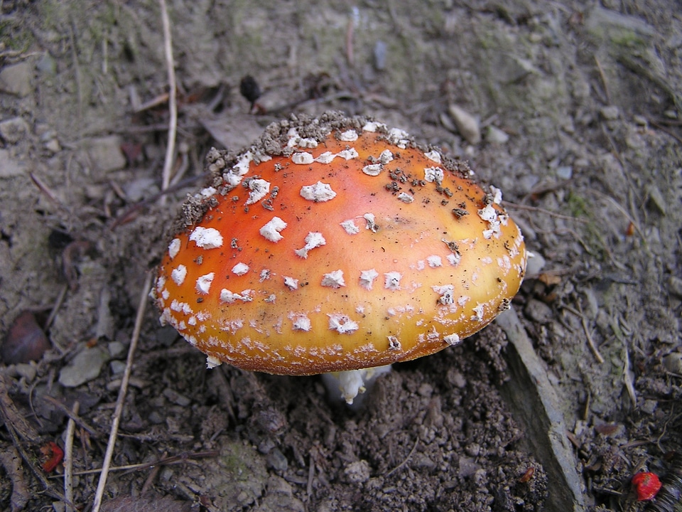 Forest nature wild food photo