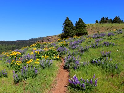 Coyote Wall Trail in WA