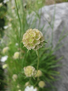 White gleb cream