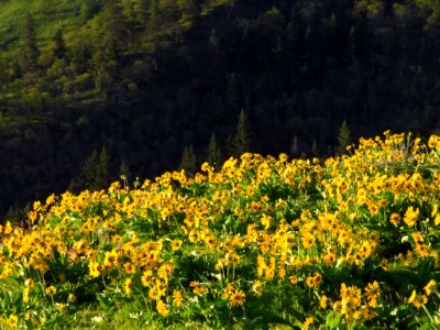 Rowena Crest in OR photo